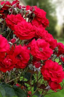 Oh My! Floribunda Tree Rose - 7 Gallon Pot -Plant Serie Store rosa oh my floribunda rose 2