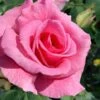 Brindabella Pink Princess Shrub Rose - 2 Gallon Pot -Plant Serie Store rosa pink princess brindabella shrub rose 2