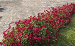 Red Drift Groundcover Rose - 2 Gallon Pot -Plant Serie Store rosa red drift dwarf rose 100