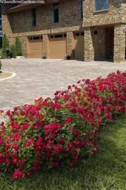 Red Drift Groundcover Rose - 2 Gallon Pot -Plant Serie Store rosa red drift dwarf rose 101