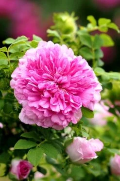 Chinquapin Chestnut Rose (Rosa Roxburghii) - 3 Gallon Pot 12 Chinquapin Chestnut Rose (Rosa Roxburghii) - 3 Gallon Pot -Plant Serie Store rosa roxburghii chiquapin chestnut rose 13