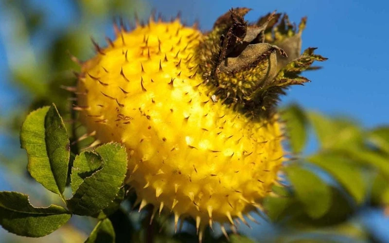 Chinquapin Chestnut Rose (Rosa Roxburghii) - 3 Gallon Pot 8 Chinquapin Chestnut Rose (Rosa Roxburghii) - 3 Gallon Pot - Image 6