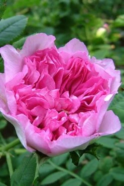 Chinquapin Chestnut Rose (Rosa Roxburghii) - 3 Gallon Pot 11 Chinquapin Chestnut Rose (Rosa Roxburghii) - 3 Gallon Pot -Plant Serie Store rosa roxburghii chiquapin chestnut rose 17