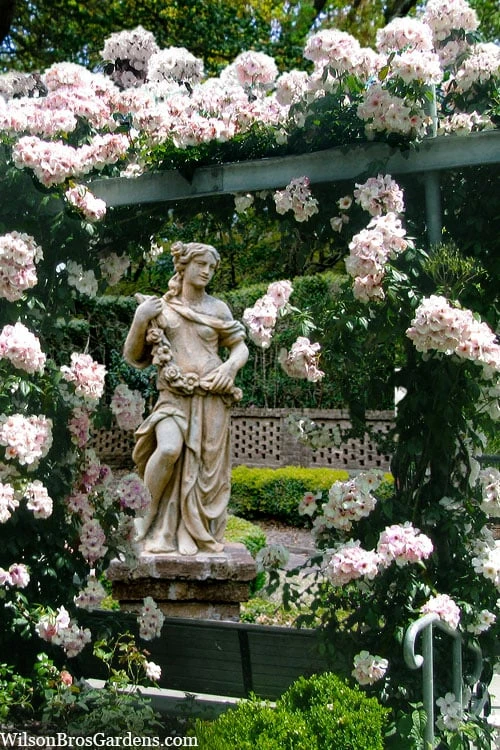 Sally Holmes Climbing Rose - 5 Gallon Pot 3 Sally Holmes Climbing Rose - 5 Gallon Pot