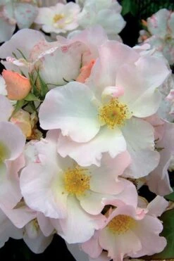 Sally Holmes Climbing Rose - 5 Gallon Pot 11 Sally Holmes Climbing Rose - 5 Gallon Pot -Plant Serie Store rosa sally holmes climbing rose 2