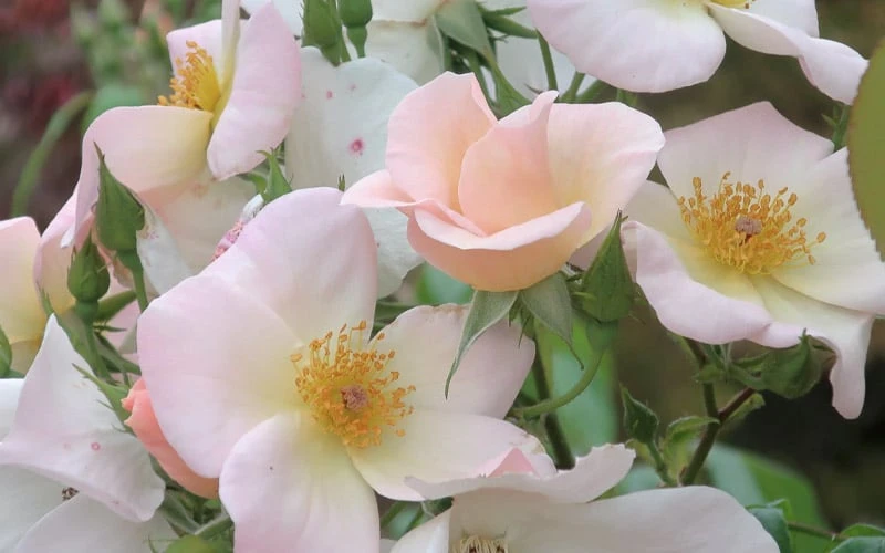 Sally Holmes Climbing Rose - 5 Gallon Pot 8 Sally Holmes Climbing Rose - 5 Gallon Pot - Image 6