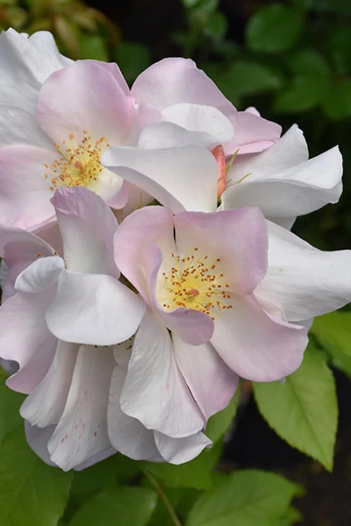 Sally Holmes Climbing Rose - 5 Gallon Pot 7 Sally Holmes Climbing Rose - 5 Gallon Pot - Image 5