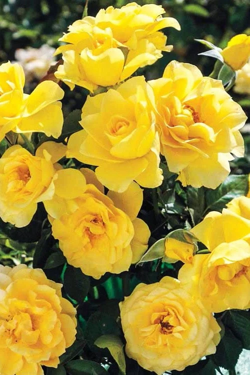 Sparkle & Shine Yellow Tree Rose - 7 Gallon Pot 8 Sparkle & Shine Yellow Tree Rose - 7 Gallon Pot - Image 6