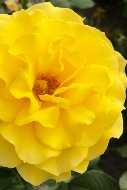 Sparkle & Shine Yellow Tree Rose - 7 Gallon Pot 7 Sparkle & Shine Yellow Tree Rose - 7 Gallon Pot - Image 5