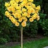 Sparkle & Shine Yellow Tree Rose - 7 Gallon Pot -Plant Serie Store rosa sparkle and shine tree rose 7