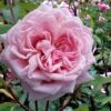 Belinda's Dream Shrub Rose - 3 Gallon Pot -Plant Serie Store rose belindas dream 12