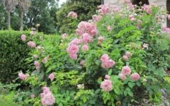 Belinda's Dream Shrub Rose - 3 Gallon Pot -Plant Serie Store rose belindas dream 8
