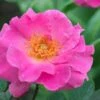 Brindabella First Lady Shrub Rose - 3 Gallon Pot -Plant Serie Store rose brindabella first lady 1