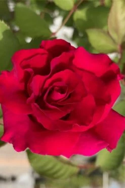 Brindabella Red Empress Shrub Rose - 3 Gallon Pot -Plant Serie Store rose brindabella red empress 11