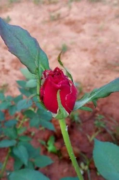 Brindabella Red Empress Shrub Rose - 3 Gallon Pot -Plant Serie Store rose brindabella red empress 12