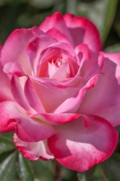 Candy Cane Cocktail Floribunda Rose - 3 Gallon Pot -Plant Serie Store rose candy cane cocktail 4