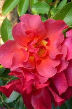 Cinco De Mayo Rose - 3 Gallon Pot -Plant Serie Store rose cinco de mayo 21