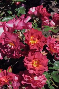 Cinco De Mayo Rose - 3 Gallon Pot -Plant Serie Store rose cinco de mayo 22