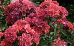 Cinco De Mayo Rose - 3 Gallon Pot -Plant Serie Store rose cinco de mayo 5 800x500 1