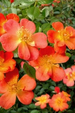 Oso Easy 'Hot Paprika' Rose - 3 Gallon Pot