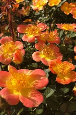 Oso Easy 'Hot Paprika' Rose - 3 Gallon Pot -Plant Serie Store rose hot paprika 4