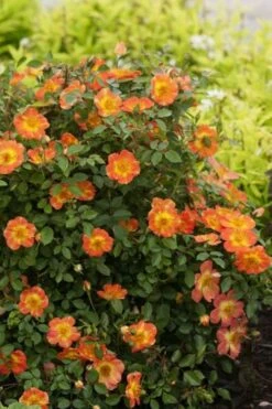 Oso Easy 'Hot Paprika' Rose - 3 Gallon Pot -Plant Serie Store rose hot paprika 6