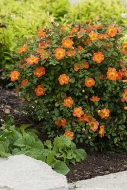 Oso Easy 'Hot Paprika' Rose - 3 Gallon Pot -Plant Serie Store rose hot paprika 7