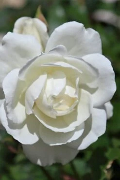 Iceberg Tree Rose - 7 Gallon Pot 11 Iceberg Tree Rose - 7 Gallon Pot -Plant Serie Store rose iceberg 25 1