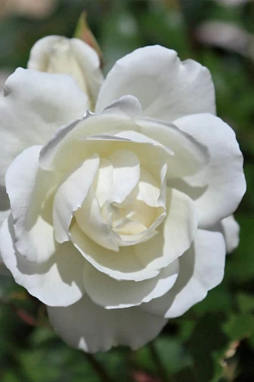 Iceberg Tree Rose - 7 Gallon Pot 6 Iceberg Tree Rose - 7 Gallon Pot - Image 4