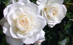 Iceberg Tree Rose - 7 Gallon Pot 13 Iceberg Tree Rose - 7 Gallon Pot -Plant Serie Store rose iceberg 28 1