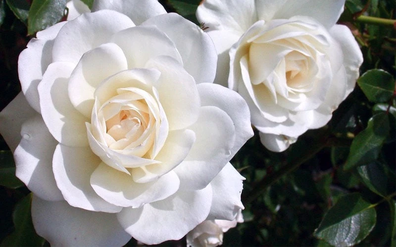 Iceberg Tree Rose - 7 Gallon Pot 8 Iceberg Tree Rose - 7 Gallon Pot - Image 6