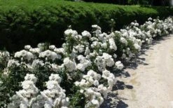 Iceberg Shrub Rose - 3 Gallon Pot -Plant Serie Store rose iceberg 29