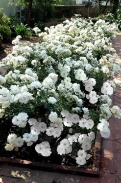 Iceberg Shrub Rose - 3 Gallon Pot -Plant Serie Store rose iceberg 31