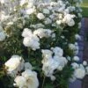 Iceberg Shrub Rose - 3 Gallon Pot -Plant Serie Store rose iceberg 32