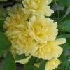 Lady Banks Yellow Rose - 3 Gallon Pot -Plant Serie Store rose lady banks yellow 29 2