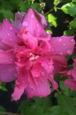 Lucy Rose Of Sharon (Single Trunk Tree) - 7 Gallon Pot (3-4') -Plant Serie Store rose of sharon lucy 5