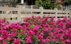 Oso Easy 'Peasy' Rose - 2 Gallon Pot -Plant Serie Store rose oso easy peasy 6 1