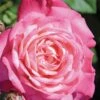 Peppermint Pop Rose - 3 Gallon Pot -Plant Serie Store rose peppermint pop 2
