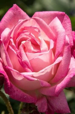 Peppermint Pop Rose - 3 Gallon Pot -Plant Serie Store rose peppermint pop 3