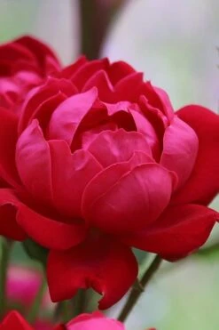 Petite Knock Out Rose - 2 Gallon Pot 11 Petite Knock Out Rose - 2 Gallon Pot -Plant Serie Store rose petite knock out 1