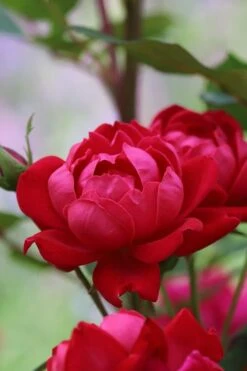 Petite Knock Out Rose - 2 Gallon Pot 12 Petite Knock Out Rose - 2 Gallon Pot -Plant Serie Store rose petite knock out 2