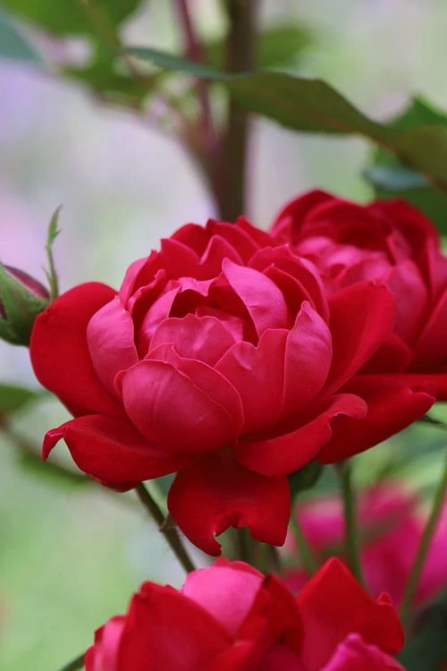 Petite Knock Out Rose - 2 Gallon Pot 7 Petite Knock Out Rose - 2 Gallon Pot - Image 5