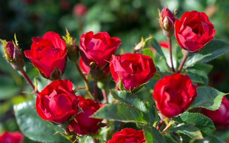 Petite Knock Out Rose - 2 Gallon Pot 8 Petite Knock Out Rose - 2 Gallon Pot - Image 6