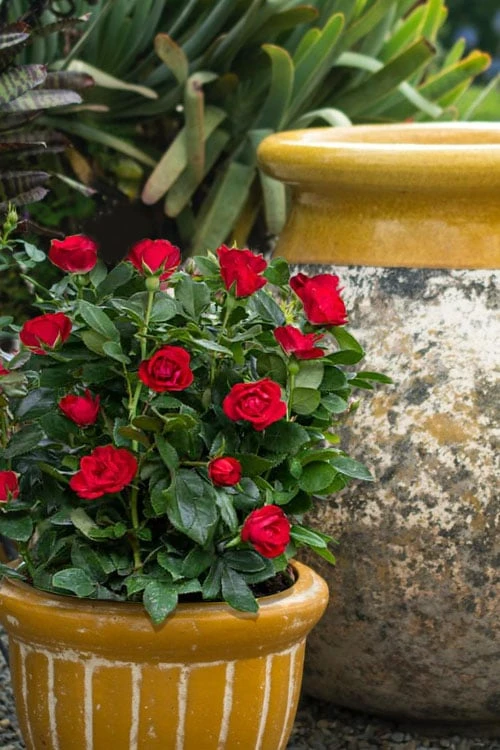 Petite Knock Out Rose - 2 Gallon Pot 3 Petite Knock Out Rose - 2 Gallon Pot