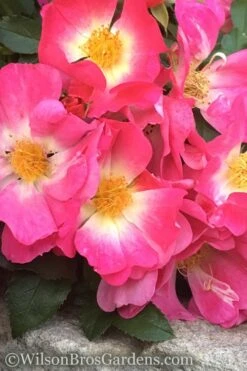 Pink Drift Groundcover Rose - 1 Gallon Pot -Plant Serie Store rose pink drift 11