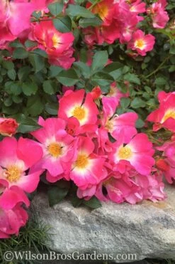 Pink Drift Groundcover Rose - 1 Gallon Pot -Plant Serie Store rose pink drift 12
