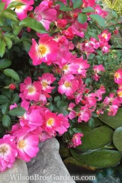 Pink Drift Groundcover Rose - 1 Gallon Pot -Plant Serie Store rose pink drift 13