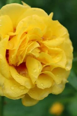 Rise Up Ringo Rose - 3 Gallon Pot -Plant Serie Store rose rise up ringo 3