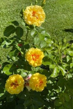 Rise Up Ringo Rose - 3 Gallon Pot -Plant Serie Store rose rise up ringo 5