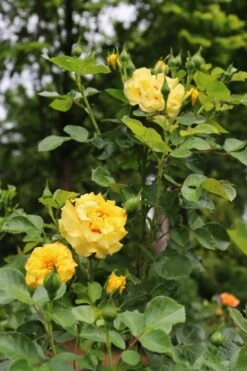 Rise Up Ringo Rose - 3 Gallon Pot -Plant Serie Store rose rise up ringo 6